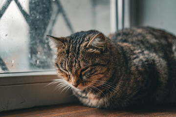 Domestic tabby cat lying on a wooden surface © MAX