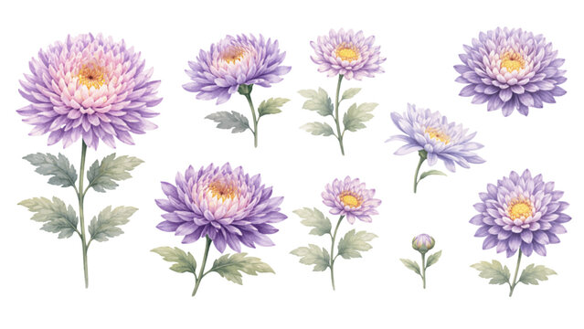A charming watercolor collection of pastel violet chrysanthemums, including blooming flowers, side-view florals, and realistic hand-painted foliage.