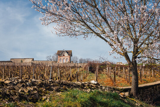 Paysage de vignes de Bourgogne au printemps. Maison de vignerons dans les vignes de C&ocirc;te d'Or. Amandier en fleur au printemps. Paysage printanier