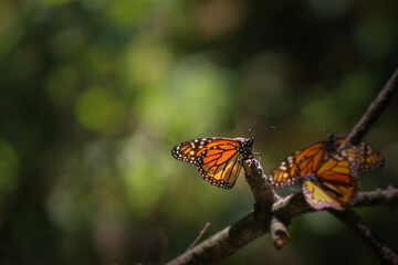 Fototapeta premium Monarch butterflies resting on branch with soft green background