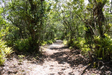 A wide sandy trail amid coastal vegetation