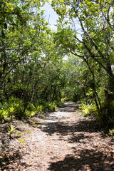 Image in vertical orientation of a wide sand trail amidst coastal vegetation