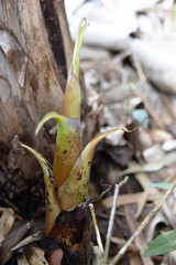 a small banana plant sprouting