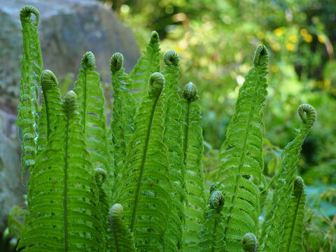 Curled ferns frond in the garden