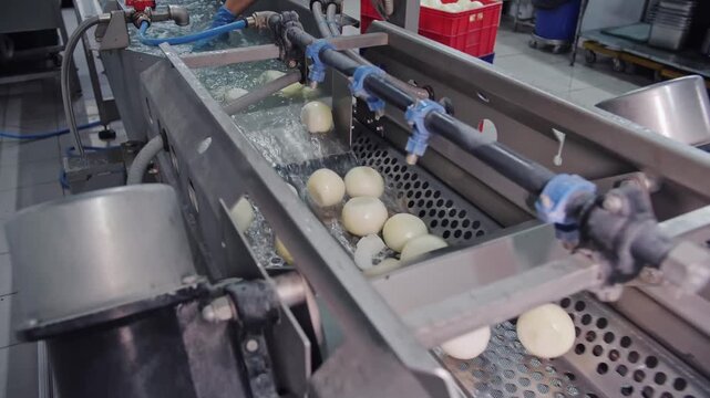 Automated onion washing and sorting on conveyor line.