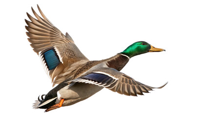 Obraz premium mallard duck isolated on white