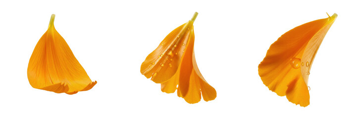 Obraz premium Three Soft White Flower Petals with Delicate Texture Isolated on White Background