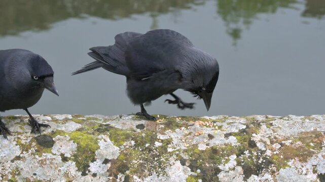 Jackdaw (Corvus monedula) eating seeds from a stone wall, trying to stop two others getting to them. February, Kent, UK [Slow motion x4]
