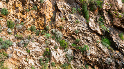 Naklejka premium Natural Rock Surface Texture With Green Plants
