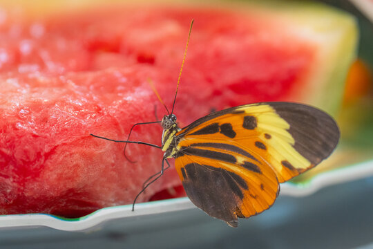 Close-up of Numata Longwig Butterfly Feeding on Watermelon