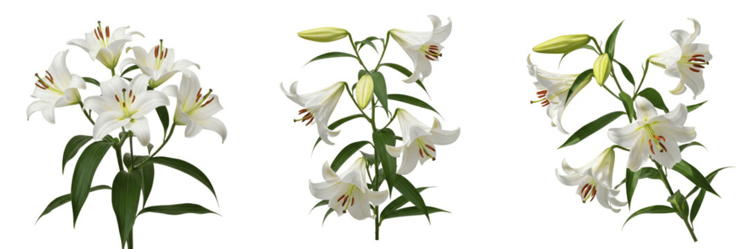 White Lily Flower Arrangement Set Isolated on White Background
