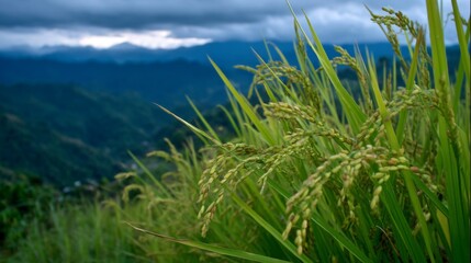 Fototapeta premium Lush Green Rice Fields Surrounded by Mountains Under a Dramatic Cloudy Sky Capturing the Beauty of Nature and Agricultural Abundance