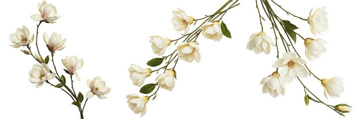 Elegant White Blossom Branch Set Isolated on White Background © Druvh