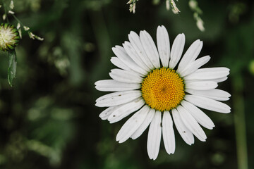 Obraz premium Close up of a single white daisy flower blooming in nature on a blurred green background