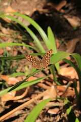 Fototapeta premium Spotted butterfly on forest floor in Monte Palace garden Madeira