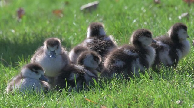 Egyptian Goose (Alopochen aegyptiaca) newly hatched goslings in closeup, with a parent. Mid February, Kent, UK. [Half speed]