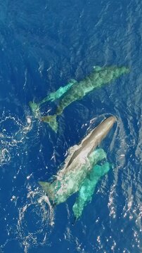 Experience the breathtaking sight of a family of sperm whales gliding through the clear blue waters of the Azores, nurturing their playful cub. Nature's wonders unfold in this serene aquatic paradise.