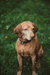Close portrait of domestic dog indoors with natural light showing calm loyal pet character and cozy home lifestyle atmosphere
