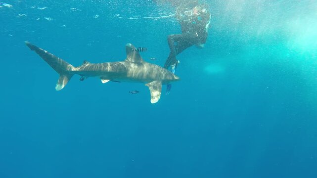 A lone Oceanic whitetip shark gracefully glides through the crystalline waters near a diver in The Bahamas. The afternoon sun casts ethereal rays, illuminating the magnificent creature's dorsal fin.
