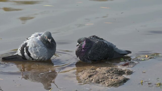 Feral Pigeons (Columba livia) by the side of a lake showing either mild aggression or possibly courtship behaviour. February, Kent, UK [Slow motion x4]