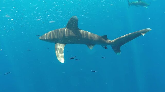 Witness the mesmerizing grace of a Longimanus Shark gliding through the open ocean. The sunlight dances upon its skin as it navigates the vast, blue expanse.
