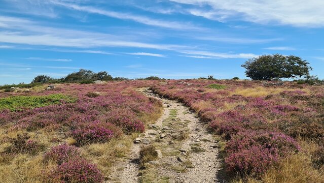 Sentier &agrave; travers les beaux champs de bruy&egrave;re du sommet du mont Caroux (parc naturel r&eacute;gional du Haut-Languedoc)