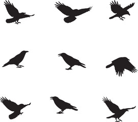 Obraz premium Silhouettes of crows in various poses and actions .