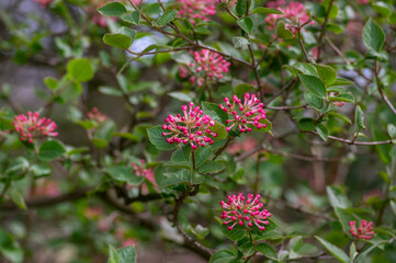 Obraz premium Viburnum bodnantense early spring flowering shrub, group of pink white flowers and buds in bloom with green leaves