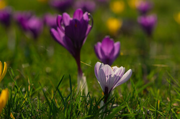 Field of flowering crocus vernus plants, group of bright colorful early spring flowers in bloom