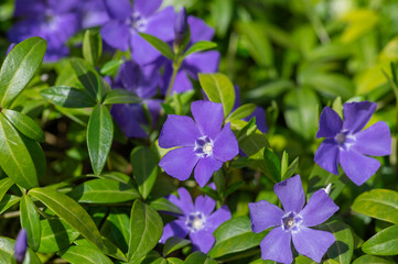 Vinca minor lesser periwinkle ornamental flowers in bloom, common periwinkle flowering plant, creeping flowers