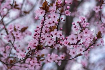 Obraz premium Canadian black plum Prunus nigra light pink flowers in bloom, beautiful flowering ornamental shrub with brown red leaves