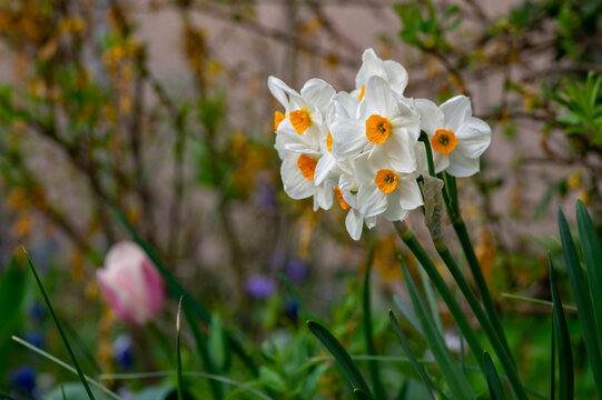 Narcissus tazetta paperwhite bunch flowered daffodil in bloom, early spring flowering white yellow plant