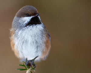 A boreal chickadee perched on a branch  © Simon