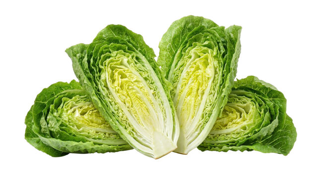 Fresh romaine lettuce hearts cut in half isolated on transparent background organic salad