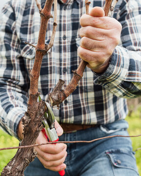Close-up of the hands of the winemaker pruning the vineyard with professional steel scissors. Traditional agriculture. Winter pruning, Guyot method.