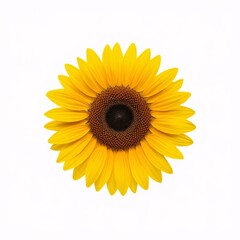 Fototapeta premium Realistic sunflower isolated on white background, detailed botanical illustration style