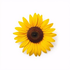 Realistic sunflower isolated on white background, detailed botanical illustration style
