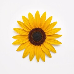 Fototapeta premium Realistic sunflower isolated on white background, detailed botanical illustration style