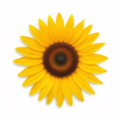 Fototapeta premium Realistic sunflower isolated on white background, detailed botanical illustration style