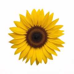 Fototapeta premium Realistic sunflower isolated on white background, detailed botanical illustration style