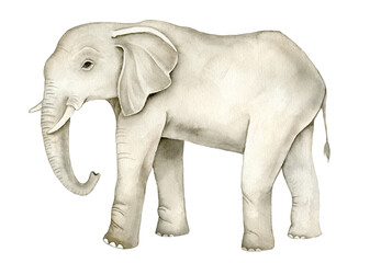 Obraz premium Watercolor African elephant standing in profile. Realistic safari animal illustration for nursery wall art, poster, textile print, educational materials, wildlife themed decor and packaging design.
