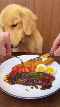 Patient golden retriever puppy watches intently as human hands cut pieces of saucy glazed protein served with cherry tomatoes and hard-boiled eggs