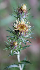 In nature, the semi-dry, ripe, prickly plant Carlina vulgaris