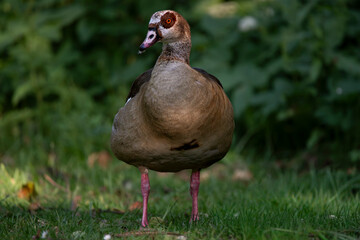 An Egyptian Goose (Alopochen aegyptiaca).