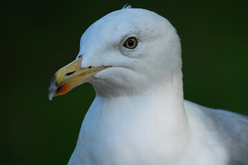 The European Herring Gull (Larus argentatus).
