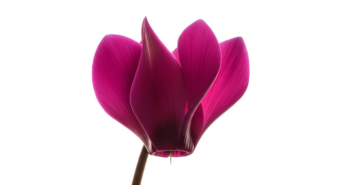Cyclamen flower with reflexed petals and vivid magenta tones, captured with studio precision and clean edges. Isolated on White background