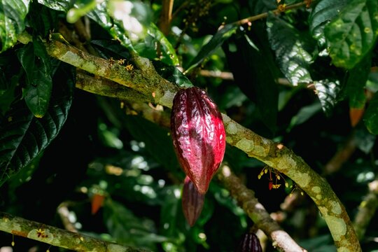 Sunlit Crimson Cacao Pod Jewel Glows Like Ruby in Tropical Jungle Canopy