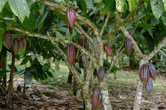Spectacular Cacao Grove Drips with Burgundy Pods at Peak Tropical Harvest