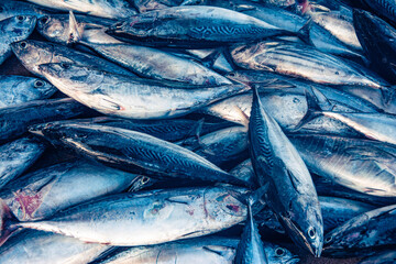 Obraz premium Fresh Tuna Fish at Seafood Market