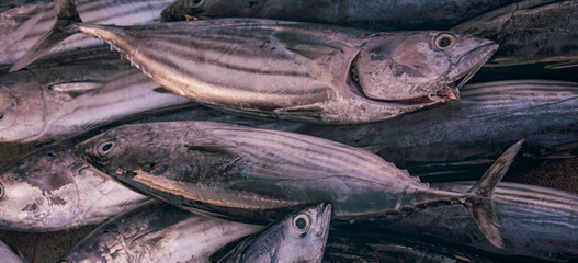 Fresh Tuna Fish at Seafood Market